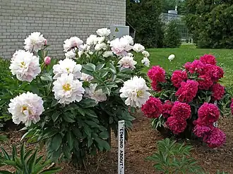 Пион молочноцветковыйОбщий вид цветущего растения