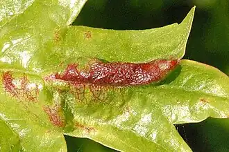 Лист боярышника, поражённый Taphrina crataegi