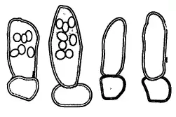 Аски, аскоспоры и базальные клетки гриба (увеличение ~×700)