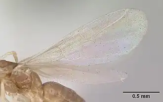 Крыло самца