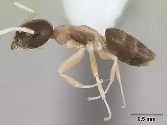 Муравей Tapinoma atriceps