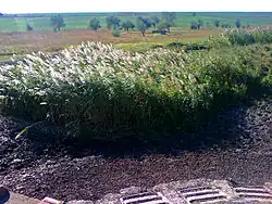 река Ташбунар