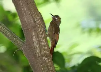 Каштановокрылый дятловый древолаз