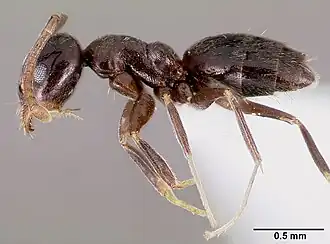 Муравей Technomyrmex difficilis