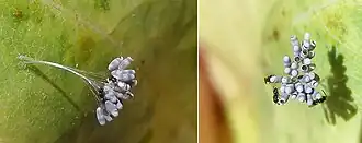 Теленомус Telenomus cf acrobates, вышедший из яиц Chrysopidae, на листьях миндаля (Prunus dulcis)