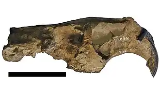 Череп Telicomys giganteus. Длина отрезка 10 см