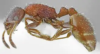 Рабочий муравей Temnothorax dlusskyi