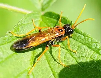 Tenthredo campestris