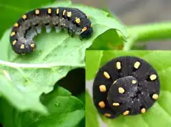 Личинки пилильщика Tenthredo marginella