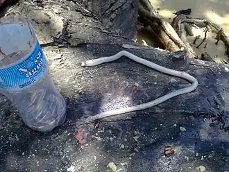 Корабельный червь, извлечённый из мангрового дерева недалеко от острова Маражо, Бразилия