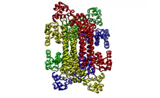 Кристаллическая структура утиной аргининосукцинат-лиазы со связанным аргининосукцинатом.