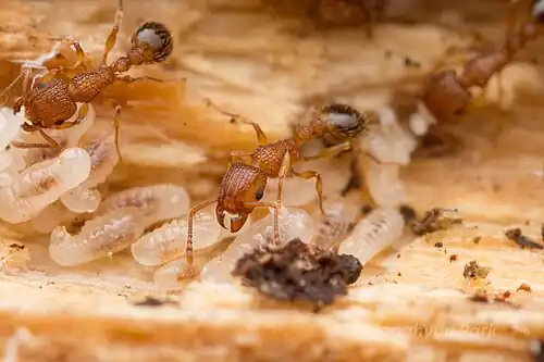 Личинки и рабочие муравьи