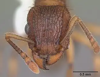 Tetramorium bicarinatum