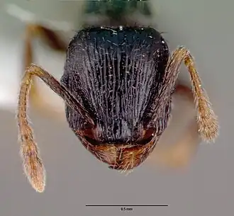Tetramorium caespitum