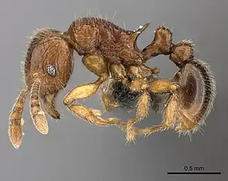 Tetramorium enkidu