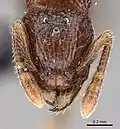 Самка Tetramorium gilgamesh, голова