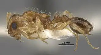 Tetramorium inquilinum