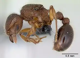 Самка сбоку