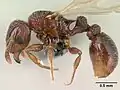 Самка Tetramorium mars, общий вид