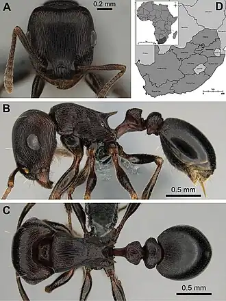 Tetramorium nama