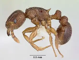 Tetramorium plesiarum