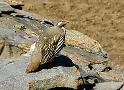 Гималайский улар