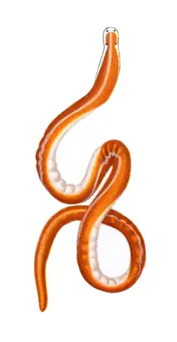 Quasitetrastemma bicolor