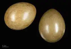 Яйцо Tetrax tetrax, Тулузский музей