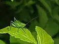 Tettigonia sp., нимфа