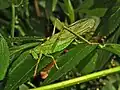 Tettigonia viridissima, самец
