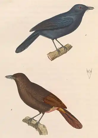 Thamnomanes caesius