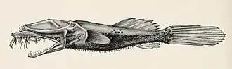 Thaumatichthys pagidostomus