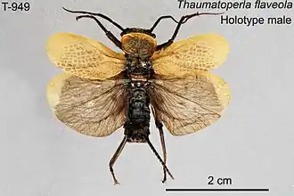 Thaumatoperla flaveola