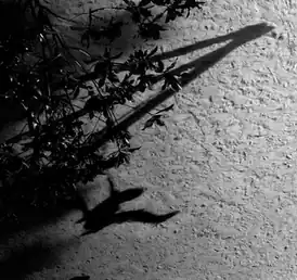 Обложка альбома Макса Рихтера «The Blue Notebooks» ()