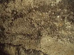 Монеты на стенах тоннеля