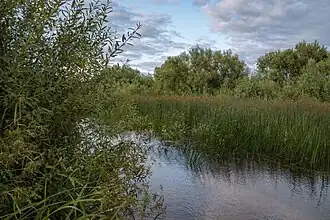 Устье реки.