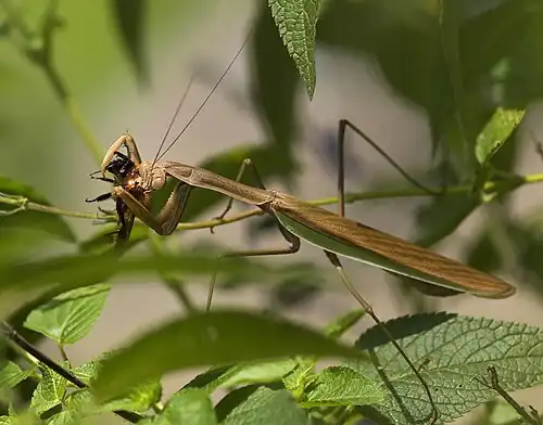 Tenodera sinensis поедает пчелу (Apis sp.)