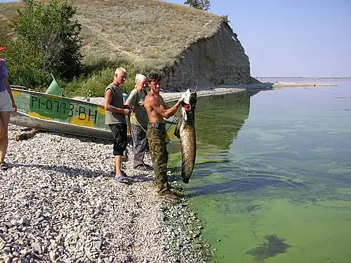 Природный парк «Щербаковский». Урочище «Мостовое». Рыбаки поймали сома
