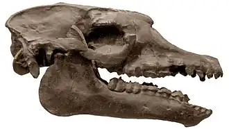 Череп Theosodon gracilis