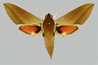 Бражник Алекто