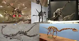 Сверху: Suzhousaurus, Erliansaurus, Nothronychus;Снизу: Jianchangosaurus[англ.], Falcarius.