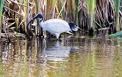 Молуккский ибис на болоте в Банбери (Западная Австралия).