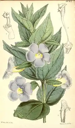 Thunbergia natalensis