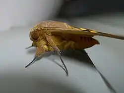 Thyas coronata крупным планом.