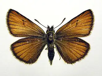 Thymelicus lineola