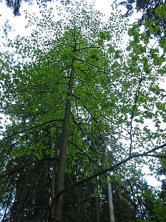 Липовая роща