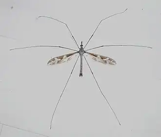 Tipula maxima