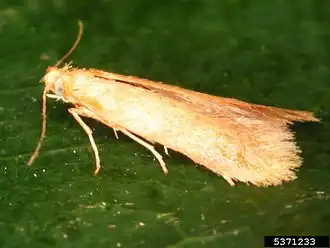 Tischeria ekebladella