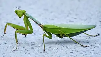 Titanodula formosana