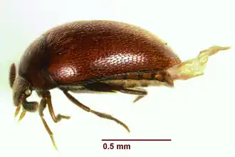 Tohlezkus inexpectus